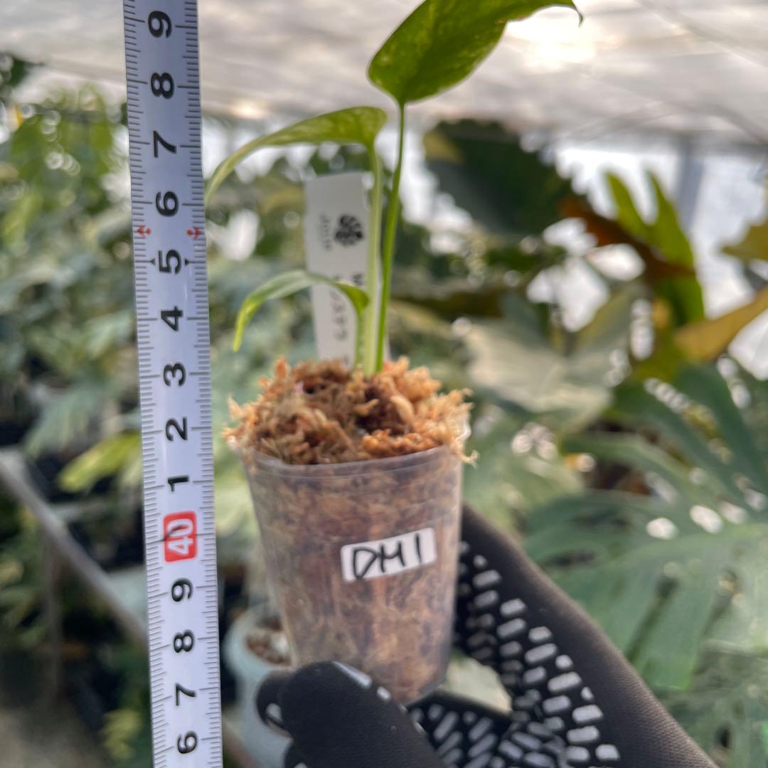 DM1モンステラ デリシオーサ ミント斑入り 2寸ポリポット ネコポス発送