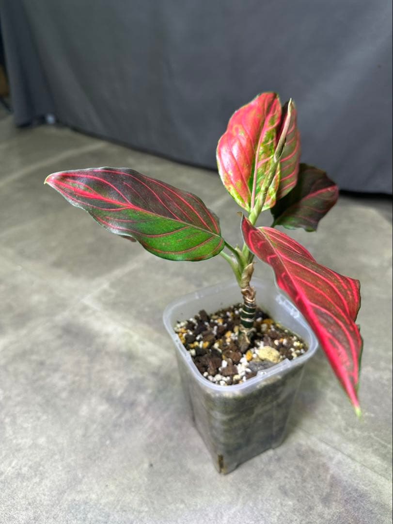 数量限定】希少アグラオネマ カーンマック ラチャ スーパーレッド