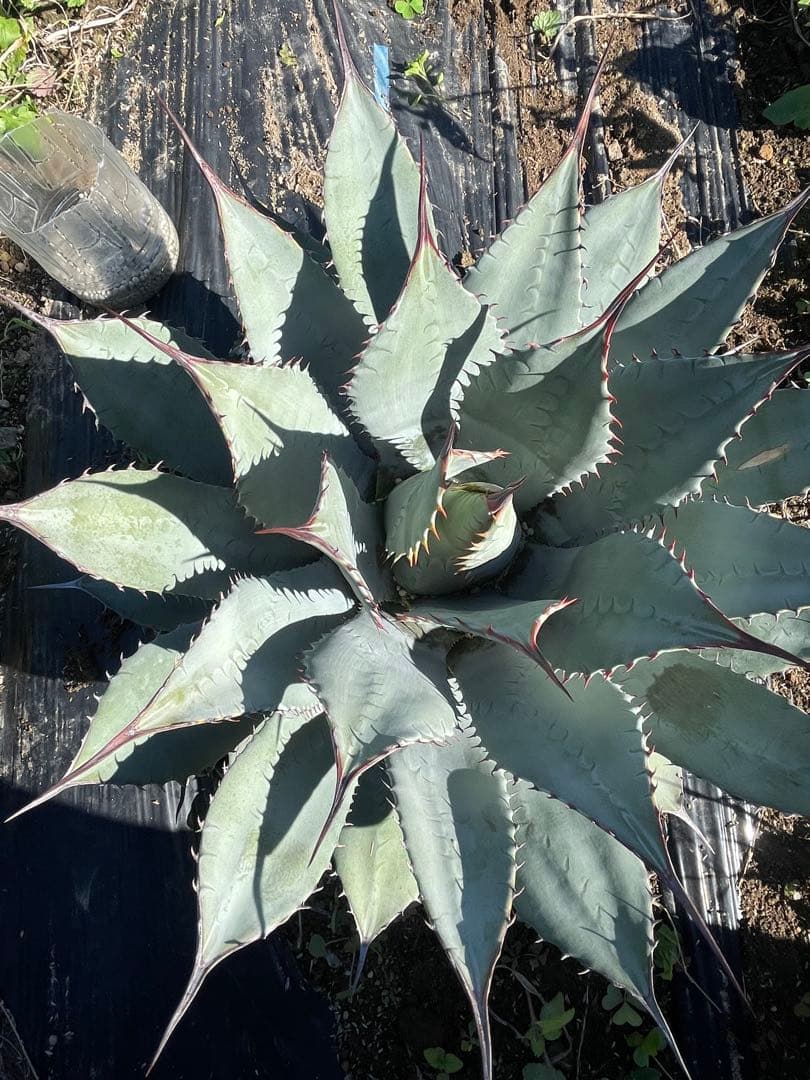 アガベ　パリーハイブリッド