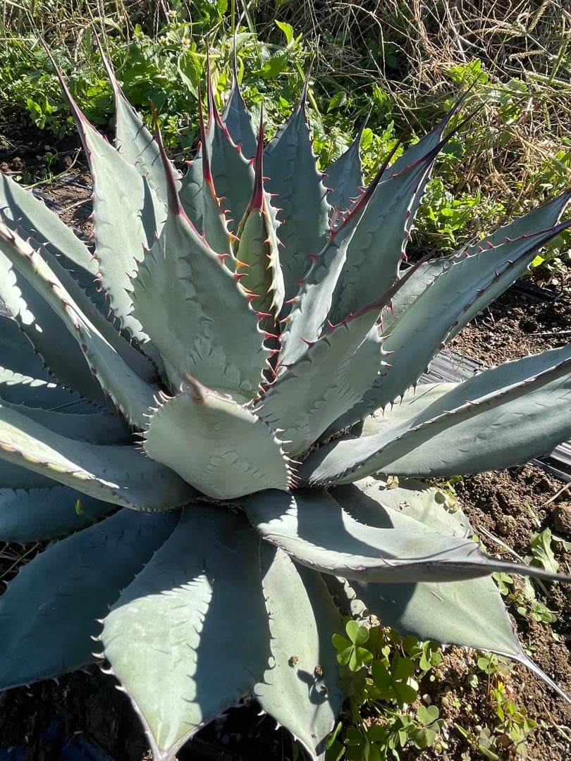 アガベ　パリーハイブリッド