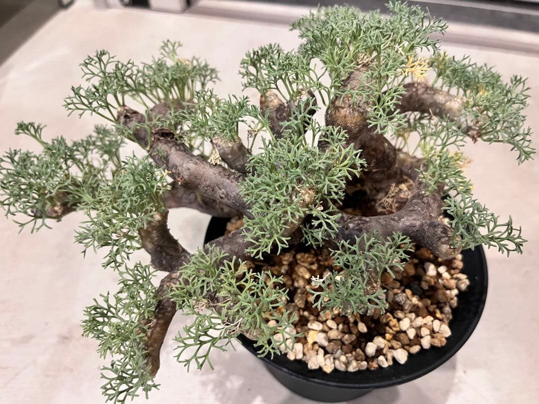 ムルチフィズム 厳選株 発根済み 現地球 ムルチ