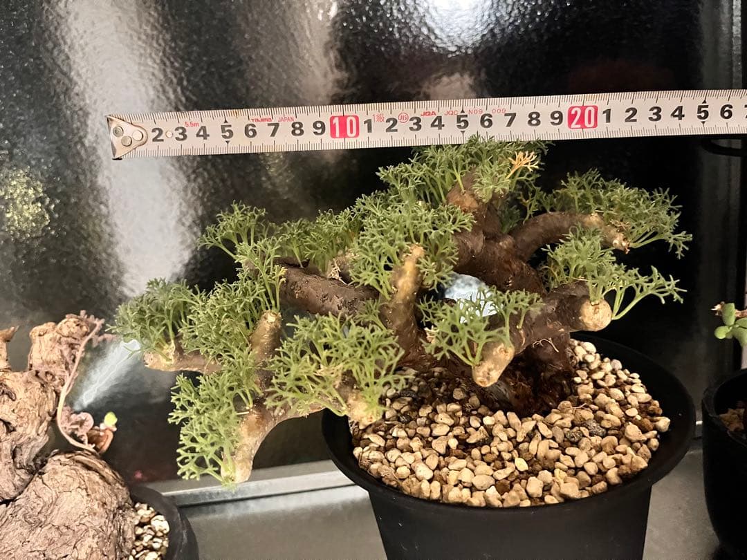 ムルチフィズム 厳選株 発根済み 現地球 ムルチ