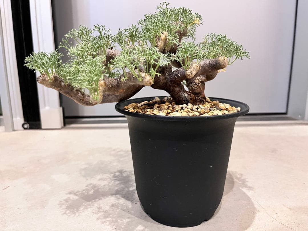 ムルチフィズム 厳選株 発根済み 現地球 ムルチ