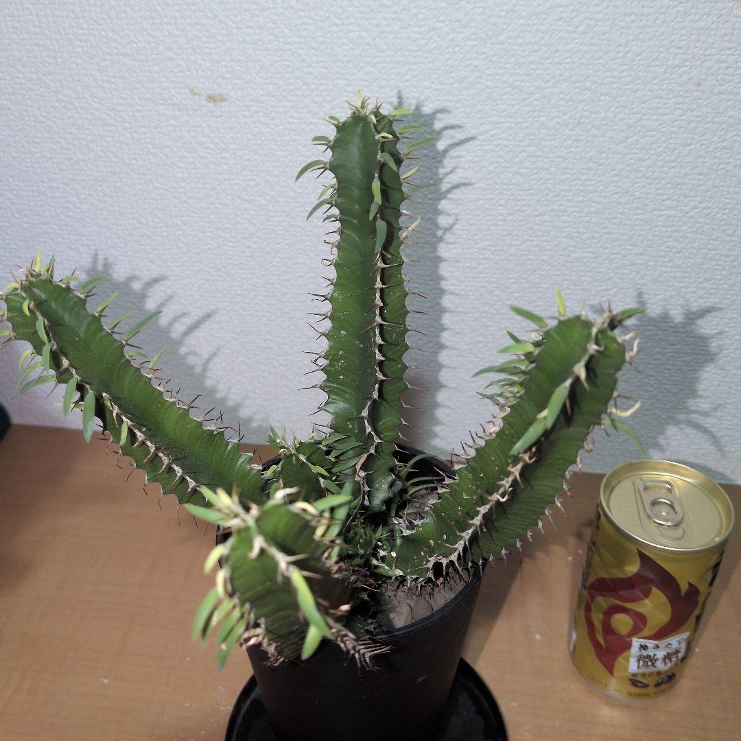 ユーフォルビア　ムランジーナ　大株 木質化　良型　（鉢付き)