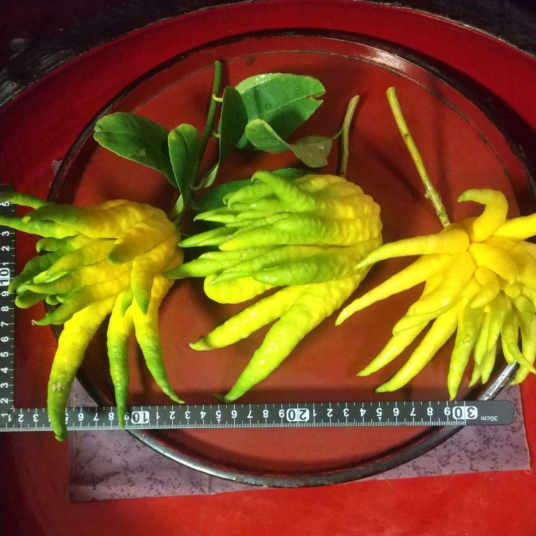 ☀お正月飾り 仏手柑 ‼️小3個枝付き(10~15cm)お任せセット ‼️ - メルカリ