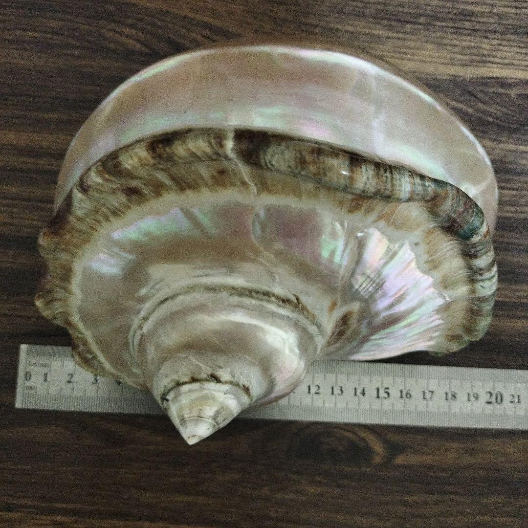夜光貝 貝磨き インテリア雑貨 オブジェ 特大 - メルカリ