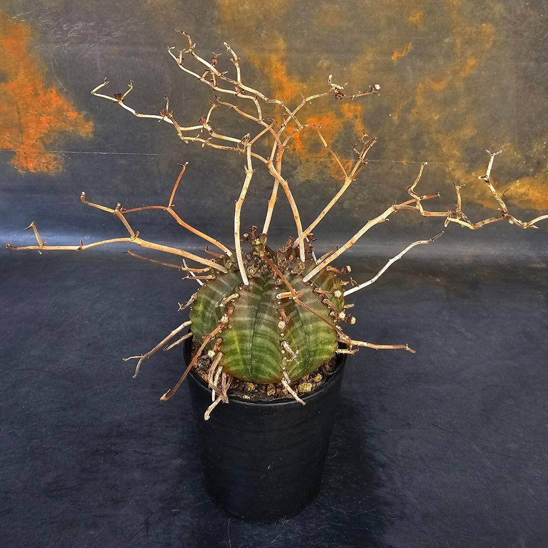 メルカリ便発送☆ユーフォルビア スーパーバリダ 白老交配 - メルカリ