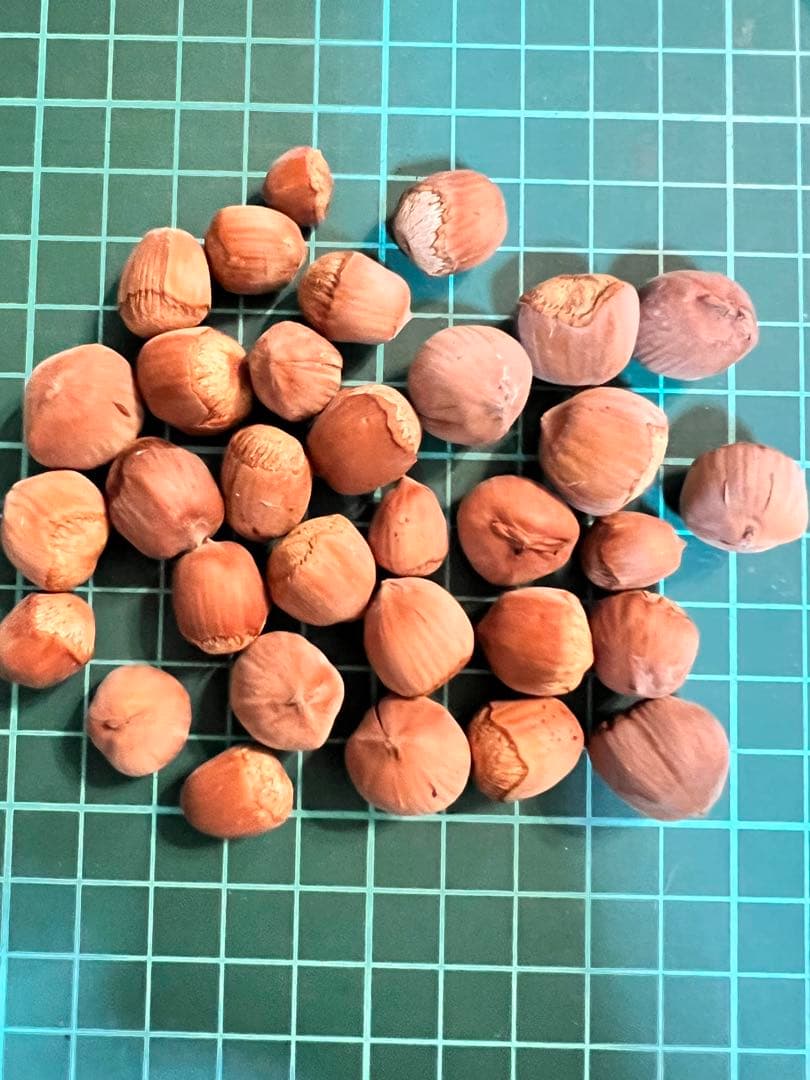 ヘーゼルナッツ ハシバミ 煮沸消毒済み クラフト用