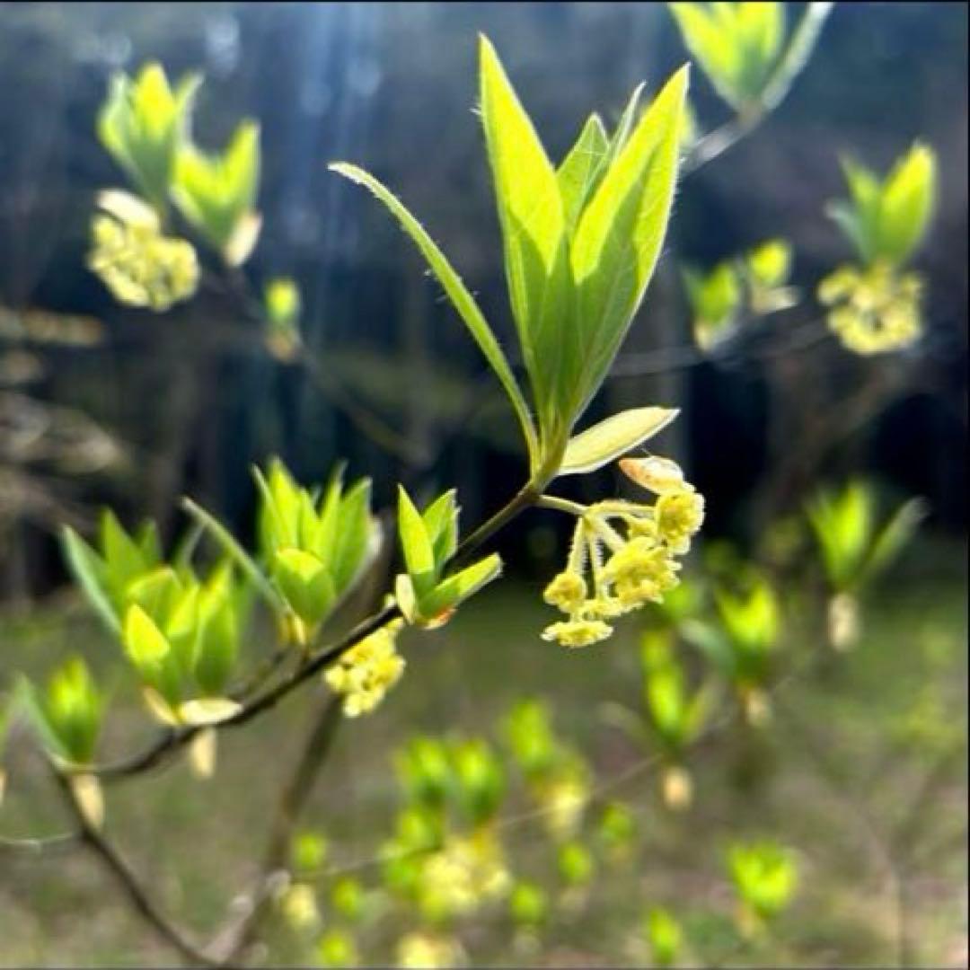 クロモジ（根巻き苗）黒文字 クロモジ苗木 - メルカリ