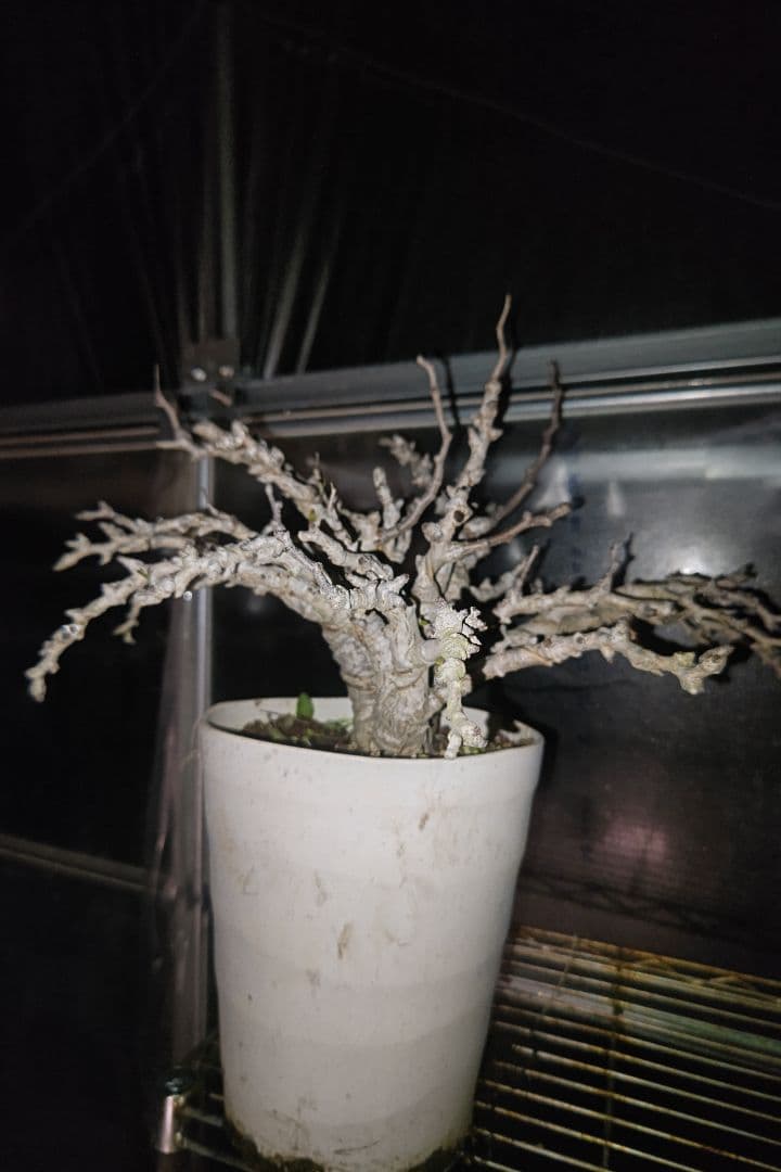 センナ・メリディオナリス ①