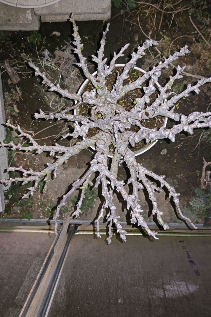 センナ・メリディオナリス ①