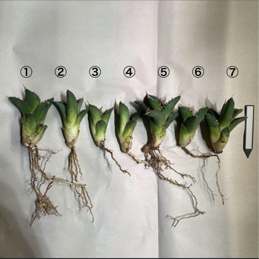 【清櫻】 Lize血統、OC直子、発根済み子株④