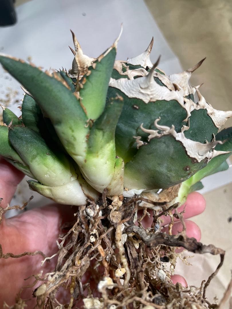 【清櫻】 Lize血統、OC直子、発根済み子株④