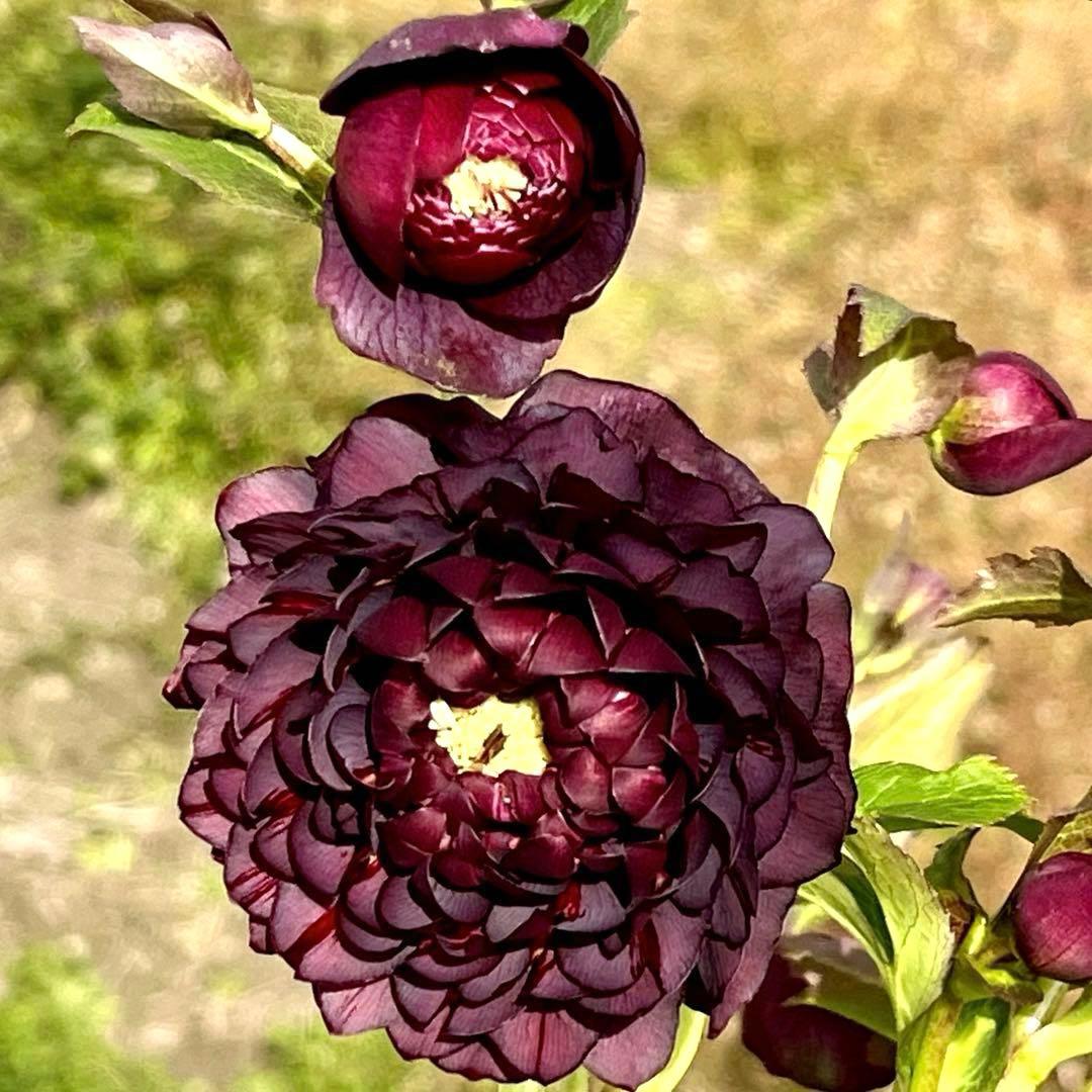 ま*️様 ☘️唯一無二☘️❤️根充実❤️新葉❤️3228⭐️まん丸⭐️大輪⭐️超