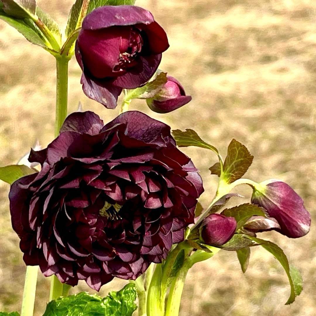 ま*️様 ☘️唯一無二☘️❤️根充実❤️新葉❤️3228⭐️まん丸⭐️大輪⭐️超