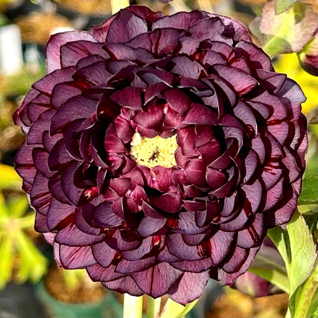 ま*️様 ☘️唯一無二☘️❤️根充実❤️新葉❤️3228⭐️まん丸⭐️大輪⭐️超