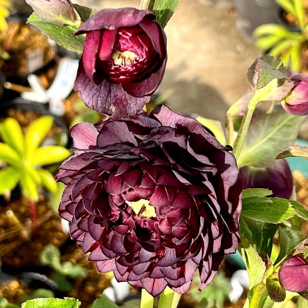 ま*️様 ☘️唯一無二☘️❤️根充実❤️新葉❤️3228⭐️まん丸⭐️大輪⭐️超