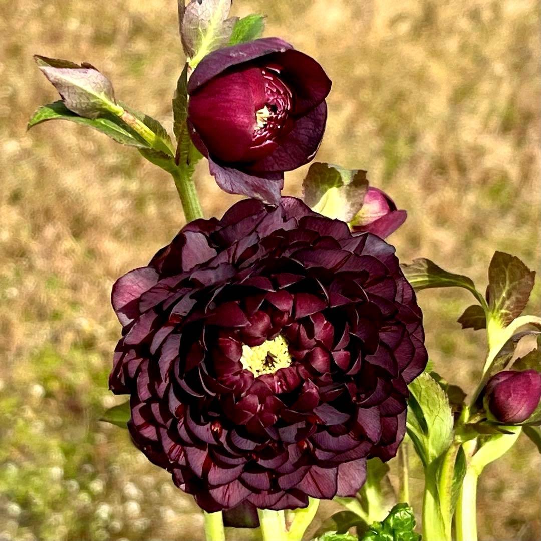 ま*️様 ☘️唯一無二☘️❤️根充実❤️新葉❤️3228⭐️まん丸⭐️大輪⭐️超