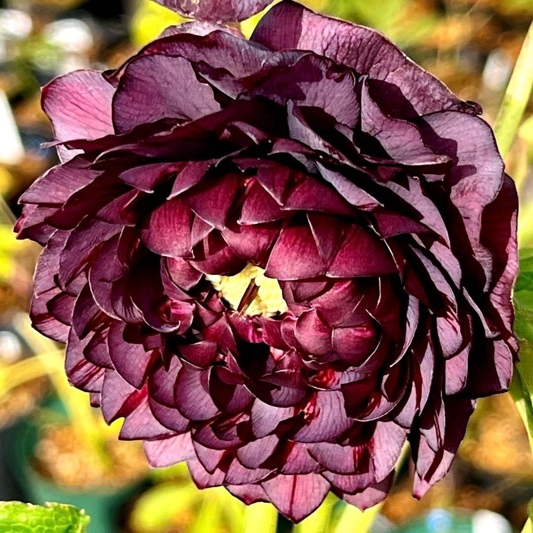 ま*️様 ☘️唯一無二☘️❤️根充実❤️新葉❤️3228⭐️まん丸⭐️大輪⭐️超