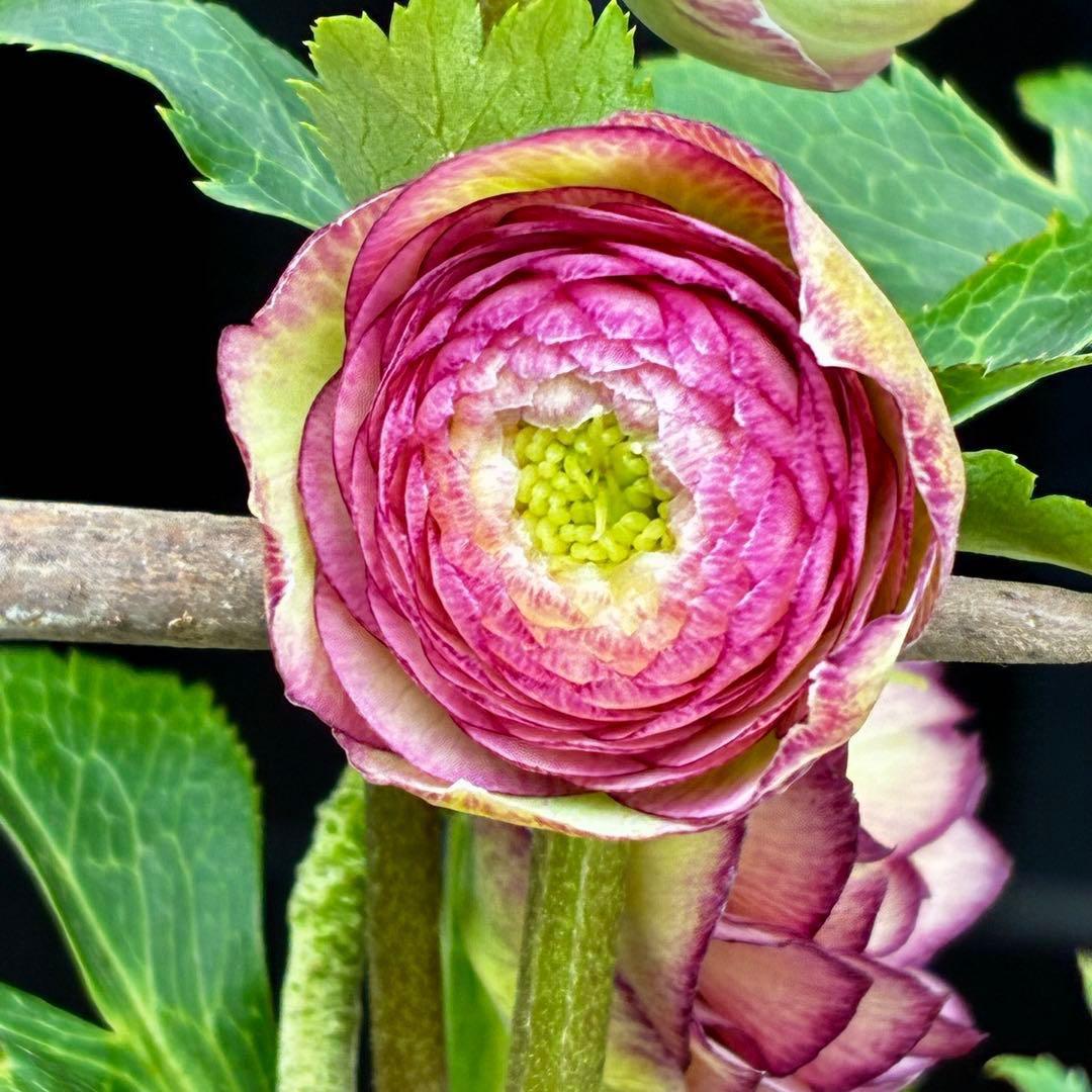 a*a様 3545☘️蕾花タグ付☘️超特殊☘️唯一無二☘️芳香⭐️小輪⭐️超キレ