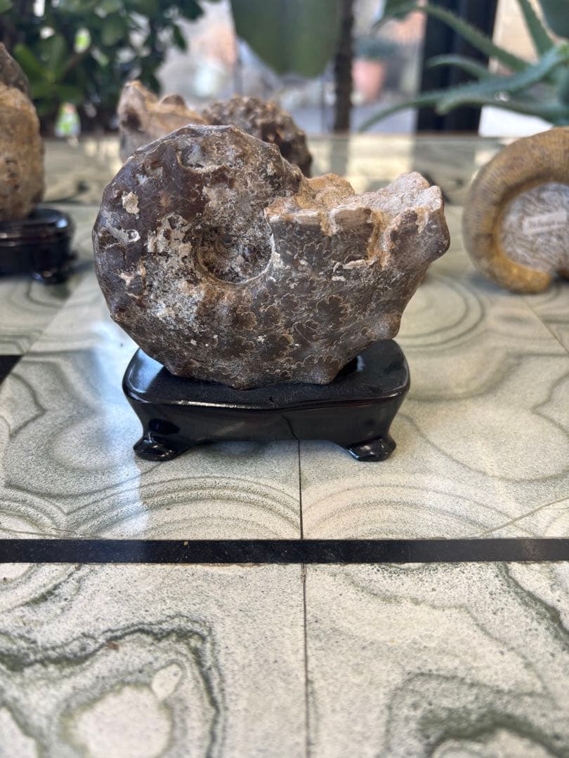 台付アンモナイト　アカントセラス　化石　鉱石　希少　インテリア
