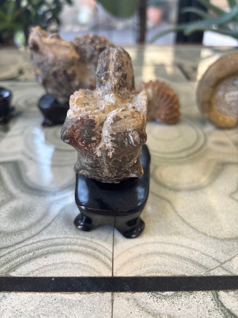 台付アンモナイト　アカントセラス　化石　鉱石　希少　インテリア