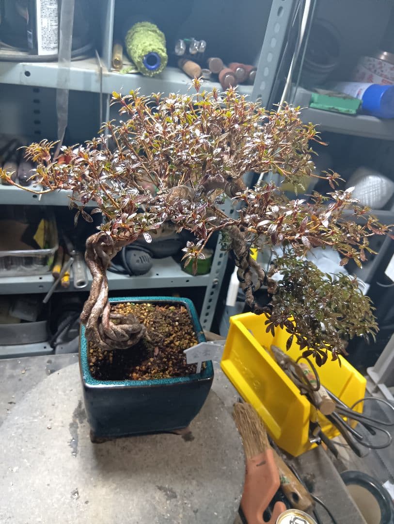 金采皐月（かなり年数持ち込み古い）