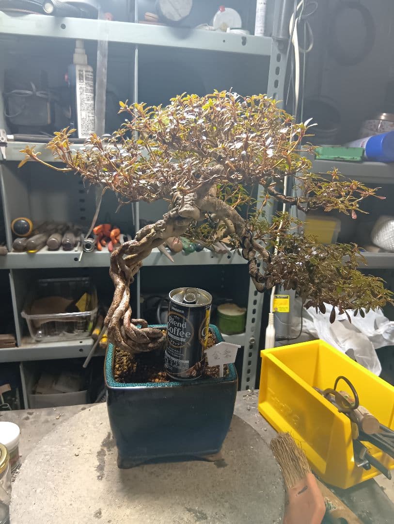 金采皐月（かなり年数持ち込み古い）