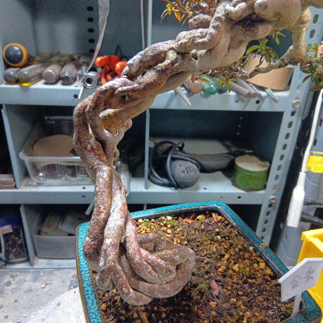 金采皐月（かなり年数持ち込み古い）