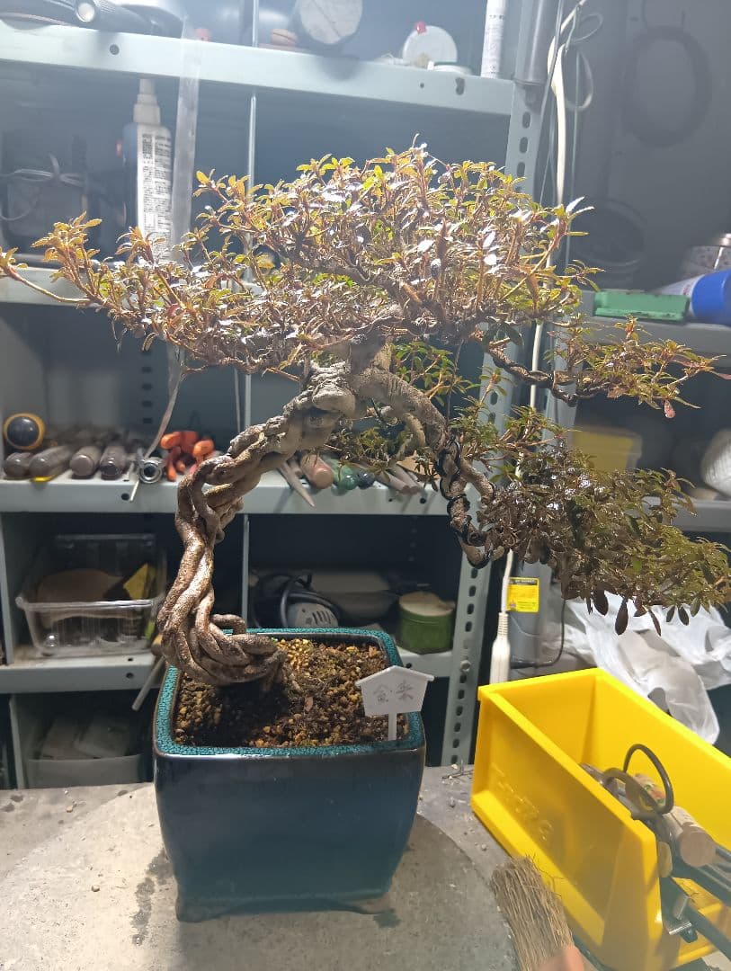 金采皐月（かなり年数持ち込み古い）