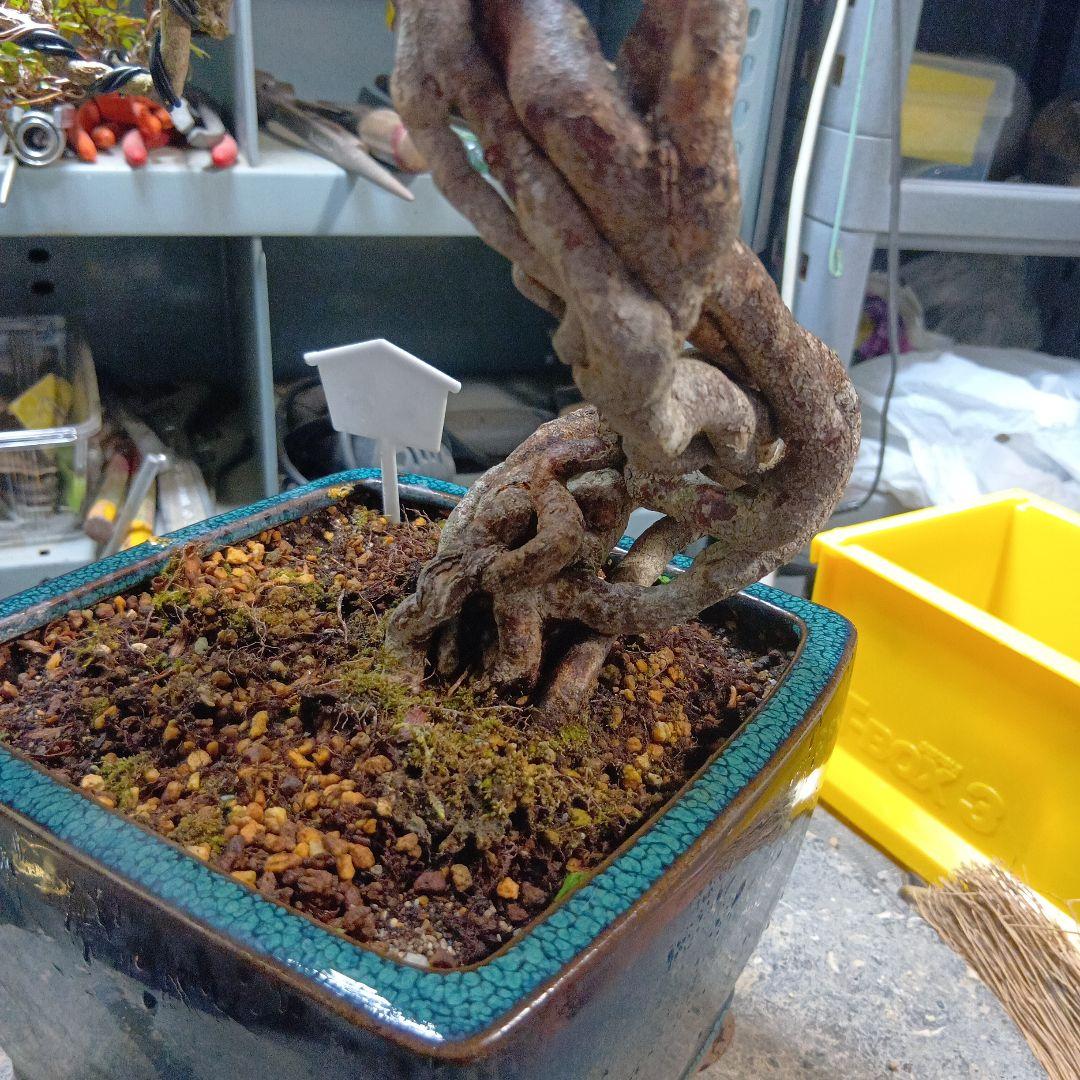 金采皐月（かなり年数持ち込み古い）