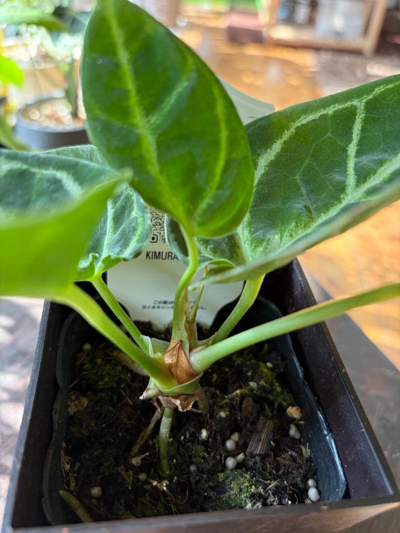 ✴︎最新画像✴︎アンスリウム ドラヤキ 観葉植物 3号 レア 希少種