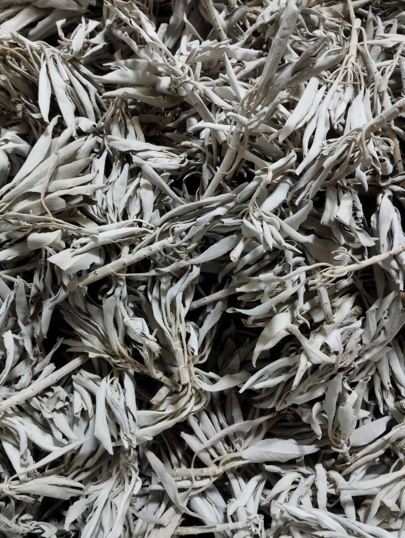 激安価格☆無農薬ホワイトセージ枝付き1kg　業務用価額ＡＡＡ