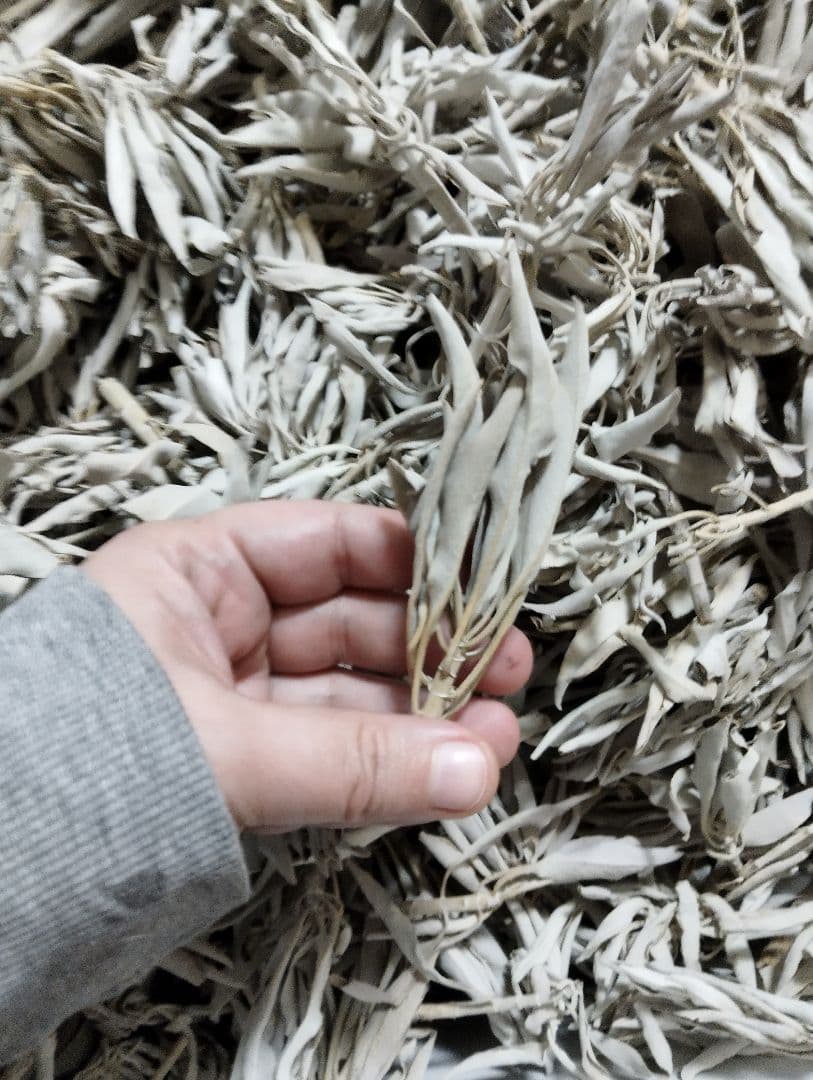 激安価格☆無農薬ホワイトセージ枝付き1kg　業務用価額ＡＡＡ
