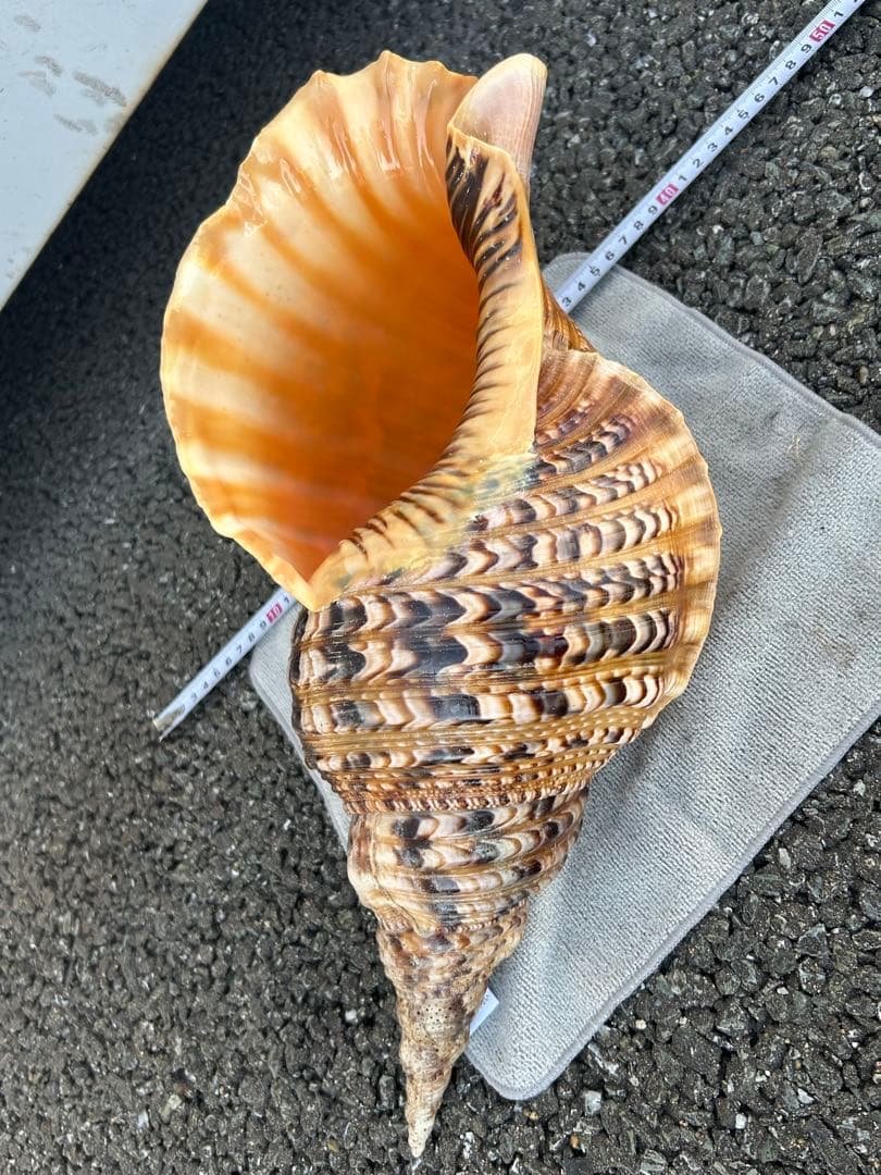 特大　44.7cm 法螺貝　蓋付