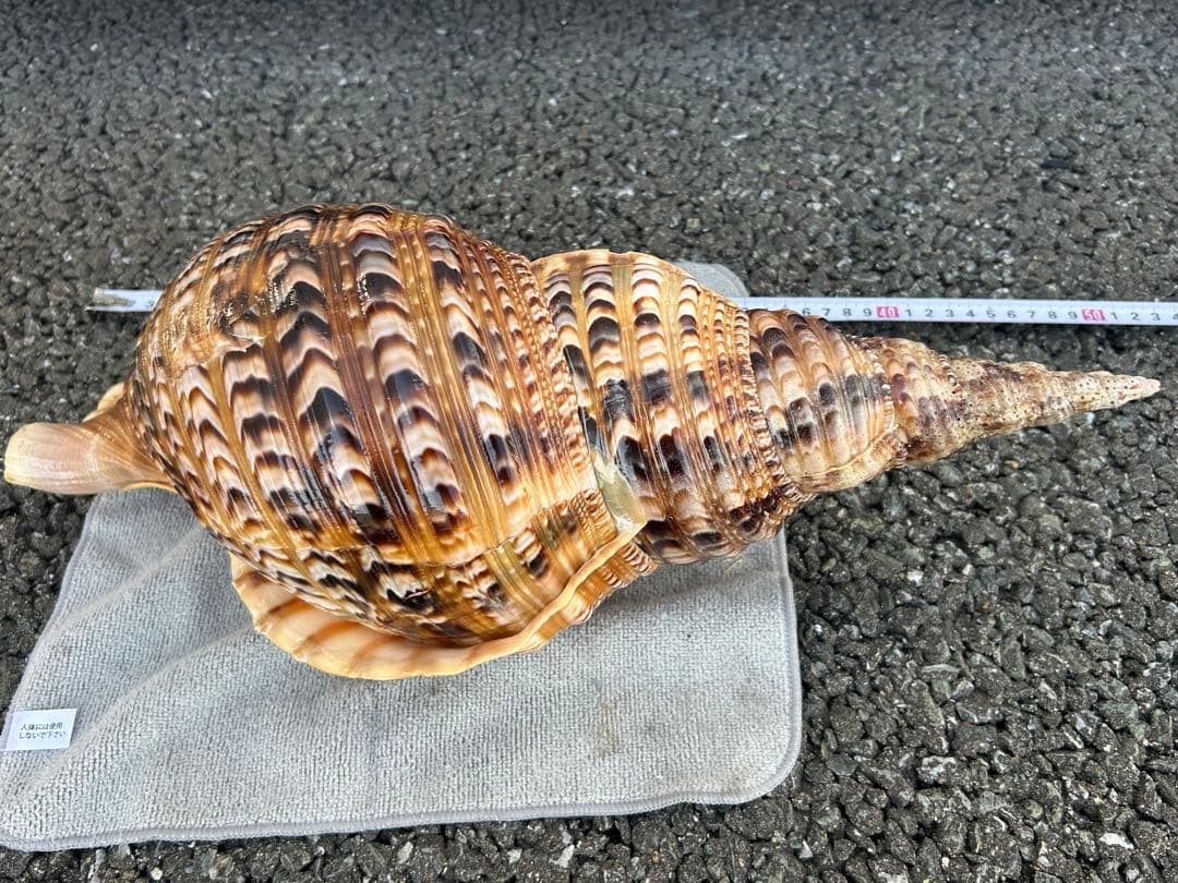 特大　44.7cm 法螺貝　蓋付
