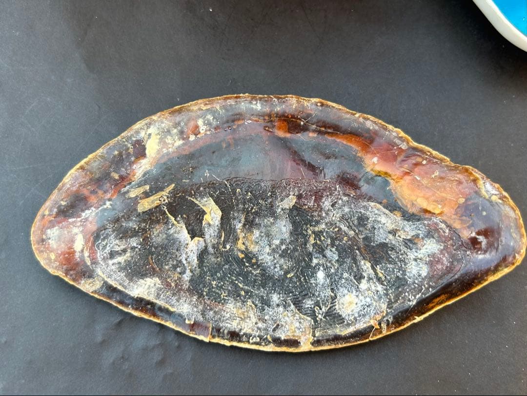 特大　44.7cm 法螺貝　蓋付