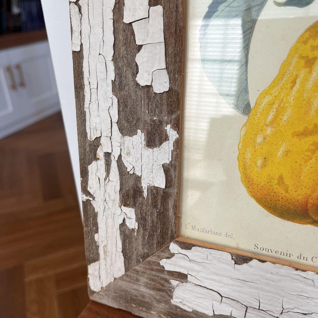 ボタニカルアートフレーム/ヴィンテージ植物画フレーム2枚組【定価22,000円】