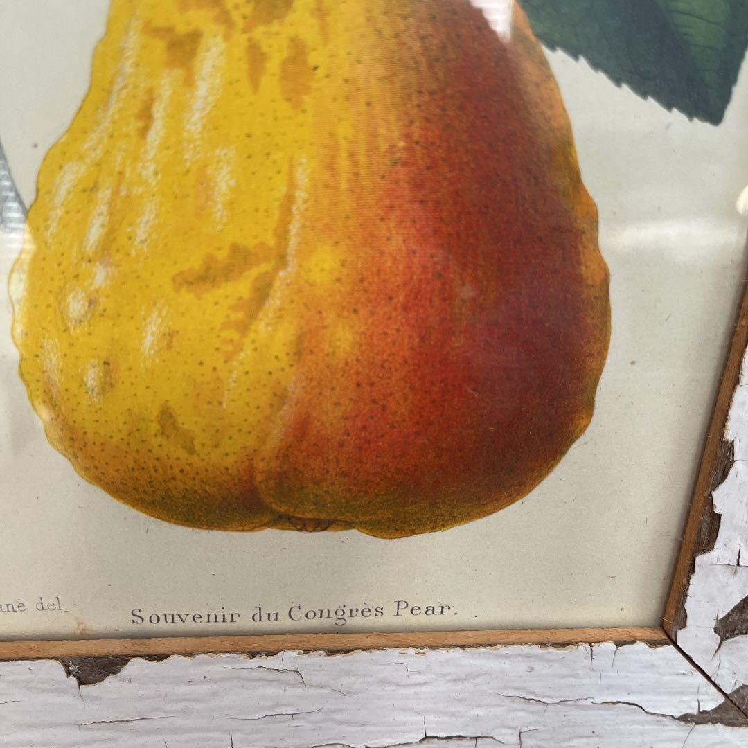 ボタニカルアートフレーム/ヴィンテージ植物画フレーム2枚組【定価22,000円】