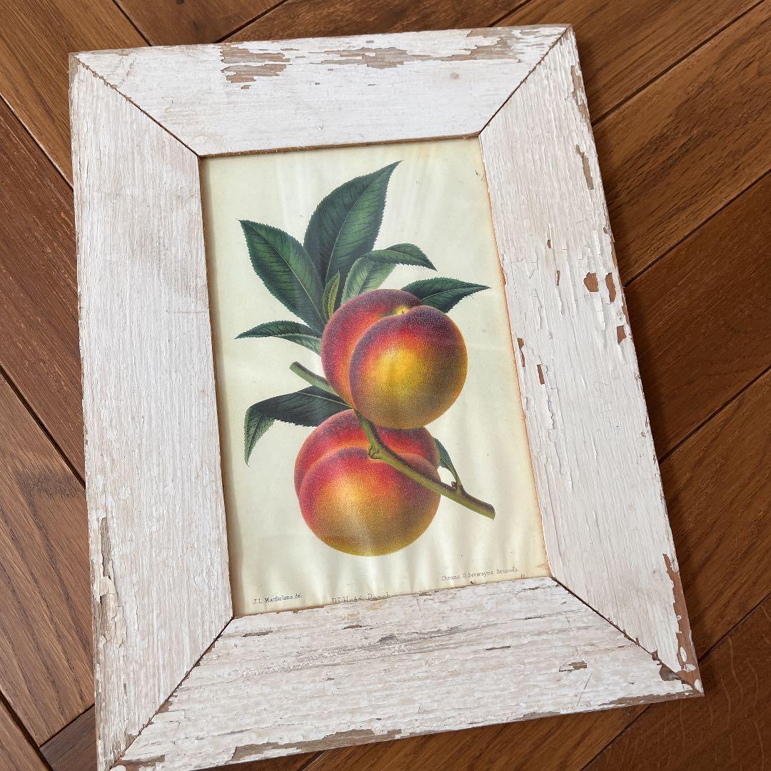 ボタニカルアートフレーム/ヴィンテージ植物画フレーム2枚組【定価22,000円】