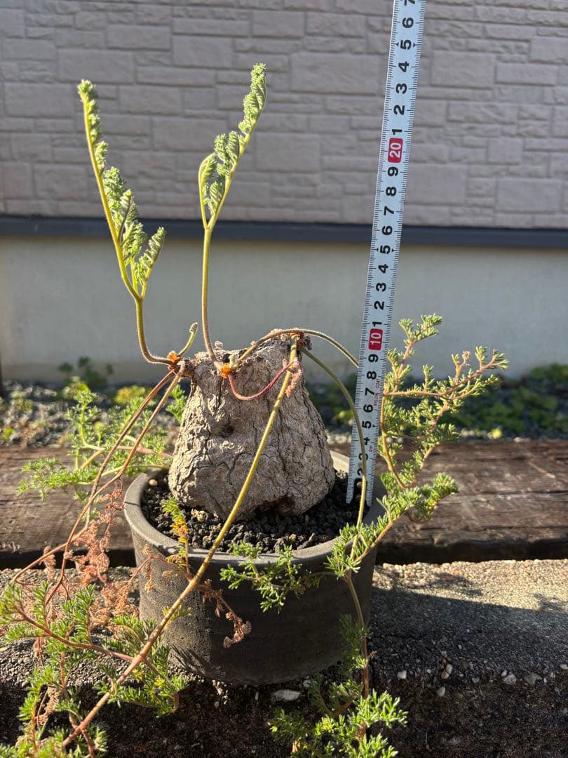 ペラルゴニウム　トリステ　みやび鉢