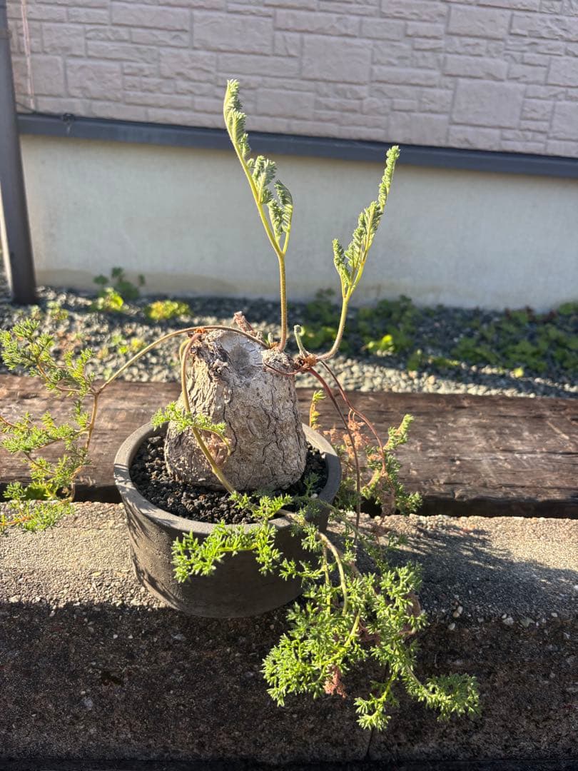 ペラルゴニウム　トリステ　みやび鉢