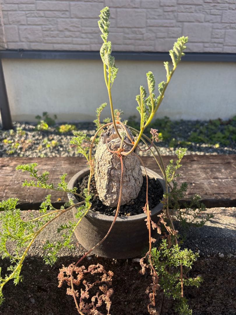 ペラルゴニウム　トリステ　みやび鉢