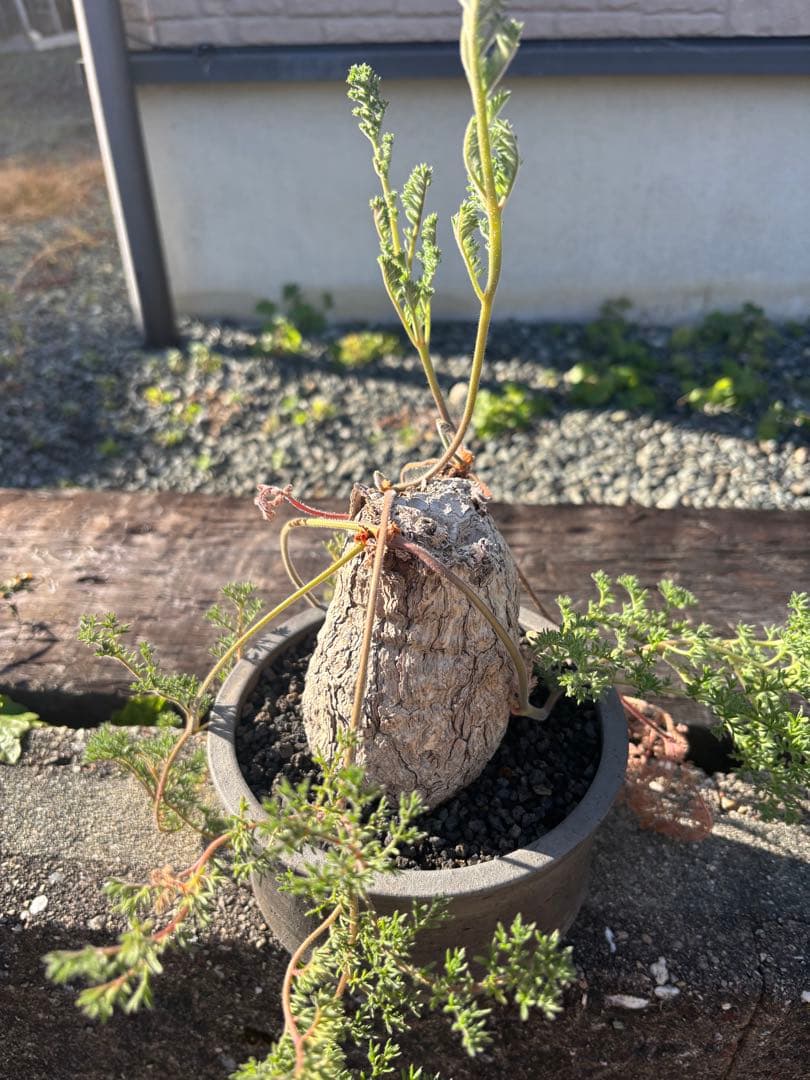 ペラルゴニウム　トリステ　みやび鉢