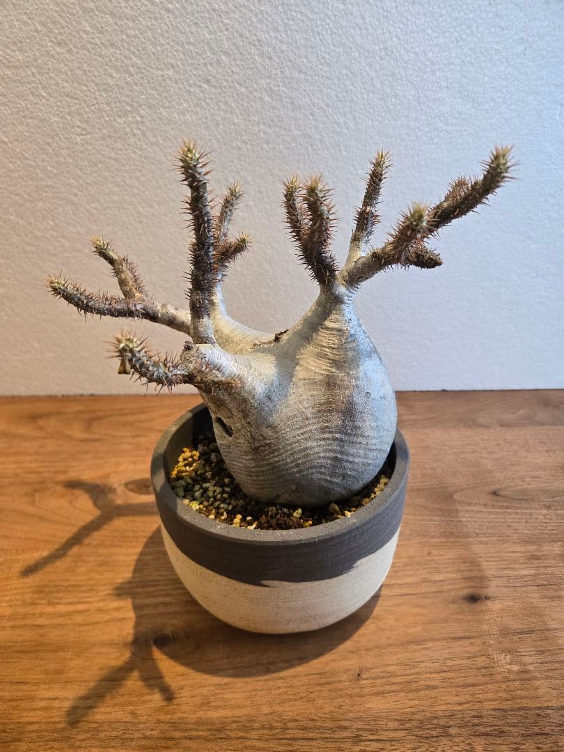 グラキリス　塊根植物 多枝状 幹に穴あり