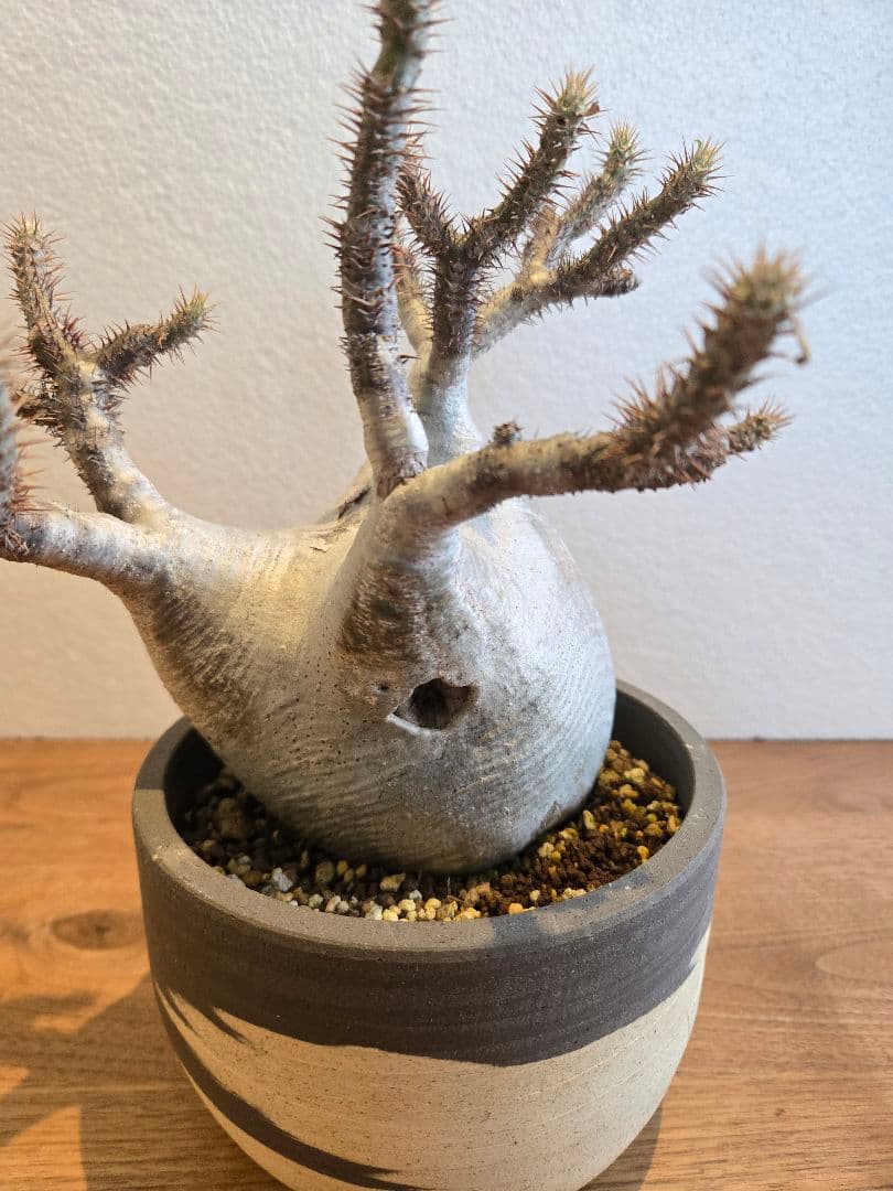 グラキリス　塊根植物 多枝状 幹に穴あり