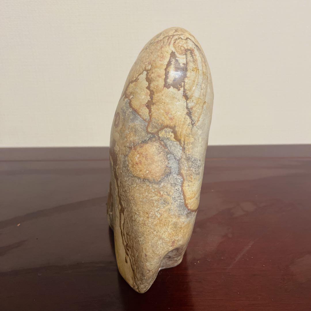 最高級鑑賞石】菊花石 20cm 紋石 水石 盆石 根尾谷 天然石 置物 - メルカリ