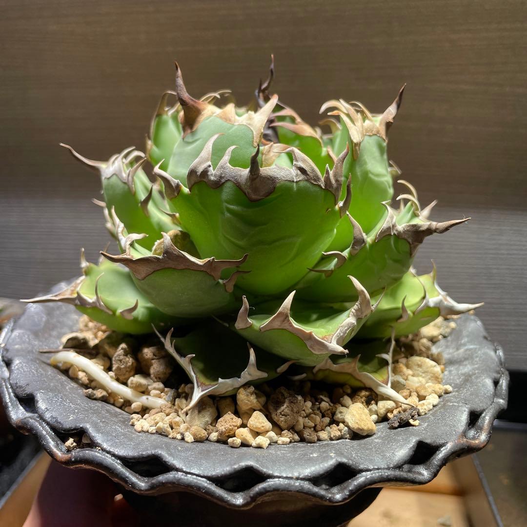 アガベ姫厳龍(親株.植木鉢付き)