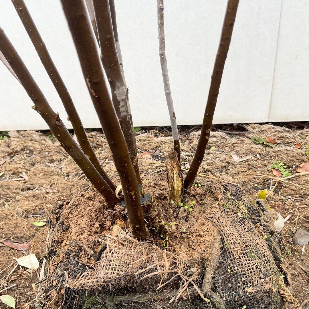 ハイノキ/ 477 あずきさん木姿確認用 - メルカリ