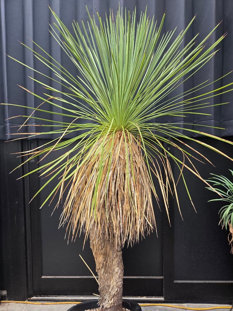 専用出品 セット、特割 ユッカ リネアリフォリア (お)曲がり株